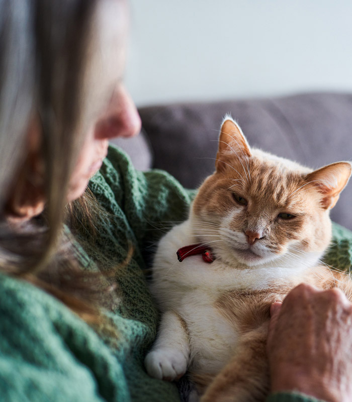 Quality-of-Life-Assessment-Pets