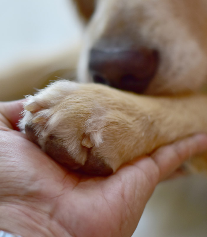 pet-dog-Home-Euthanasia