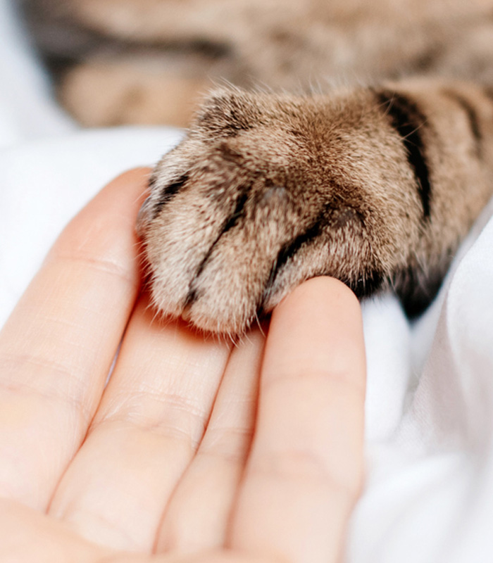 resting-paw Resting Paws In-Home Veterinary Hospice Services